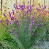 Dalea Purpurea